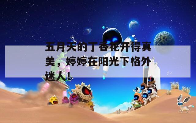 五月天的丁香花开得真美，婷婷在阳光下格外迷人！